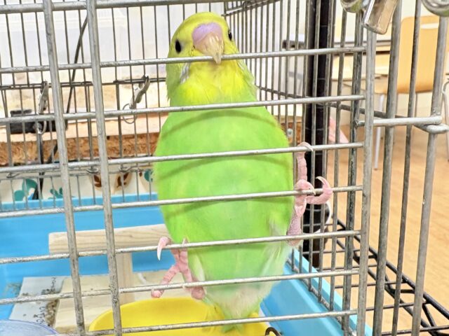 セキセイインコ