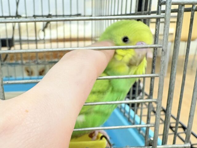 セキセイインコ