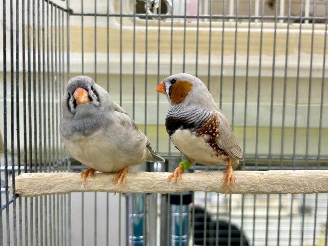 ジャンボキンカチョウ