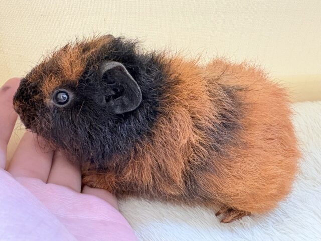 テディモルモット