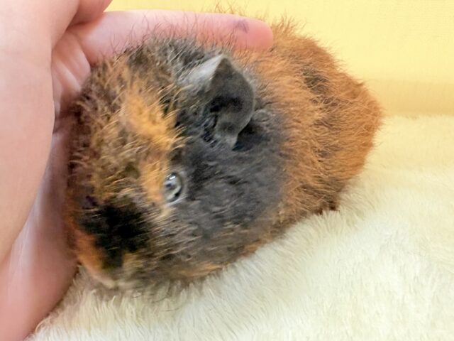 テディモルモット