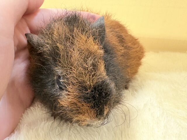 テディモルモット