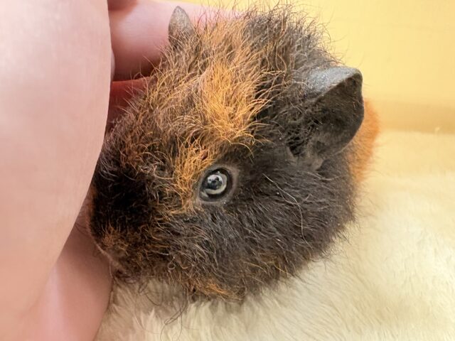 テディモルモット