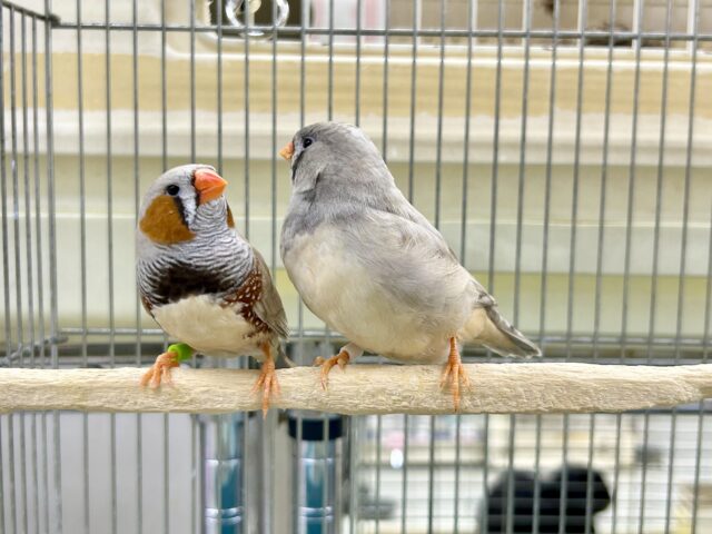 ジャンボキンカチョウ