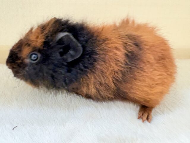 テディモルモット