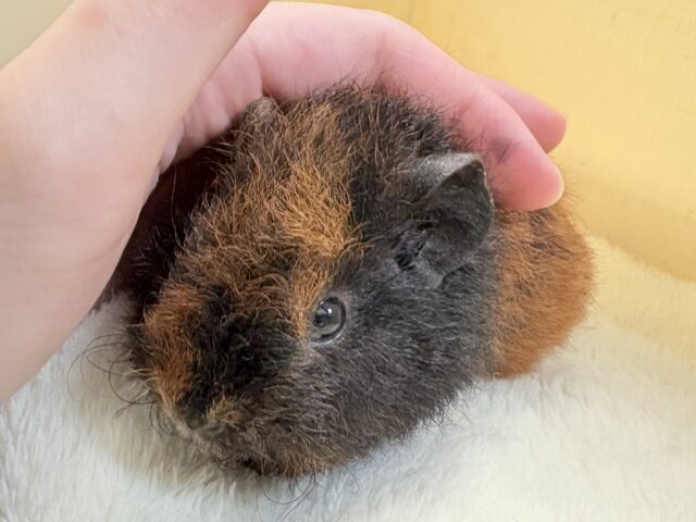 テディモルモット