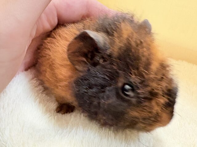 テディモルモット