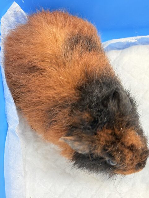 テディモルモット