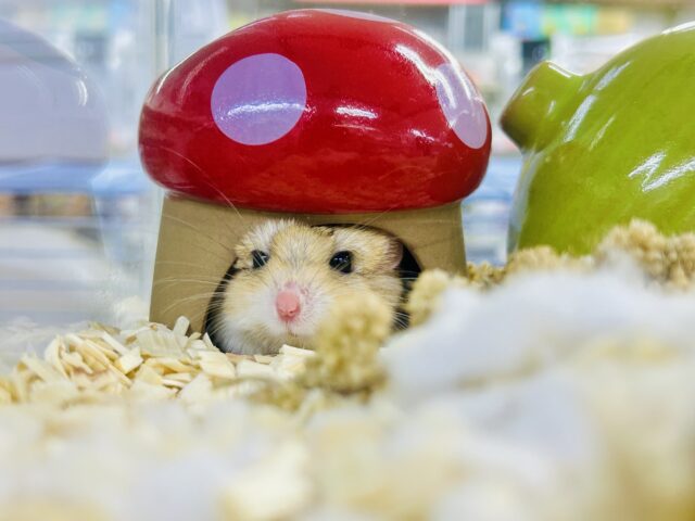 マカロニマウス（ファットテールジャービル、オブトアレチネズミ）