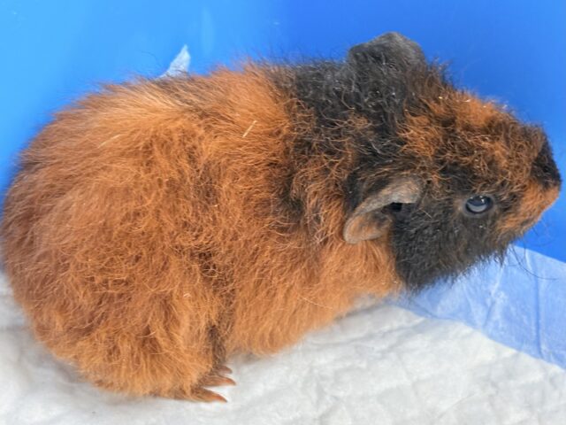 テディモルモット