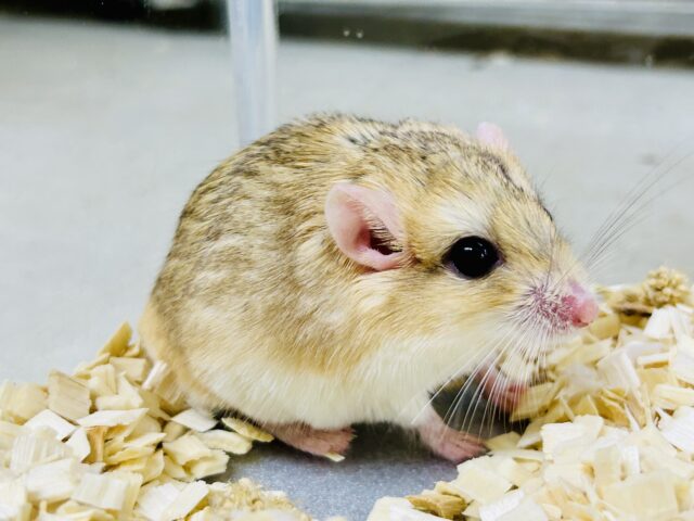 マカロニマウス（ファットテールジャービル、オブトアレチネズミ）