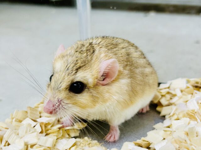 マカロニマウス（ファットテールジャービル、オブトアレチネズミ）