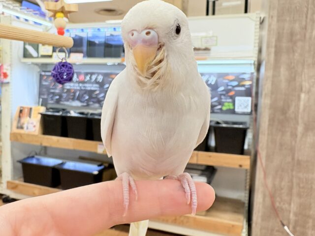 セキセイインコ