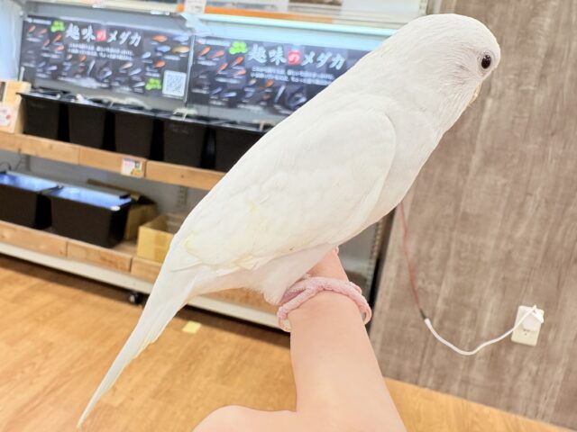 セキセイインコ