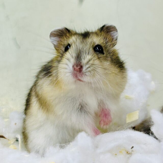 ドワーフハムスター