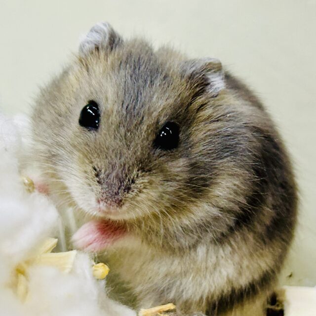 ドワーフハムスター