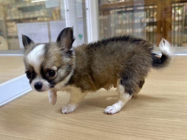 むっちり🩵チワワ男の子 チワワ