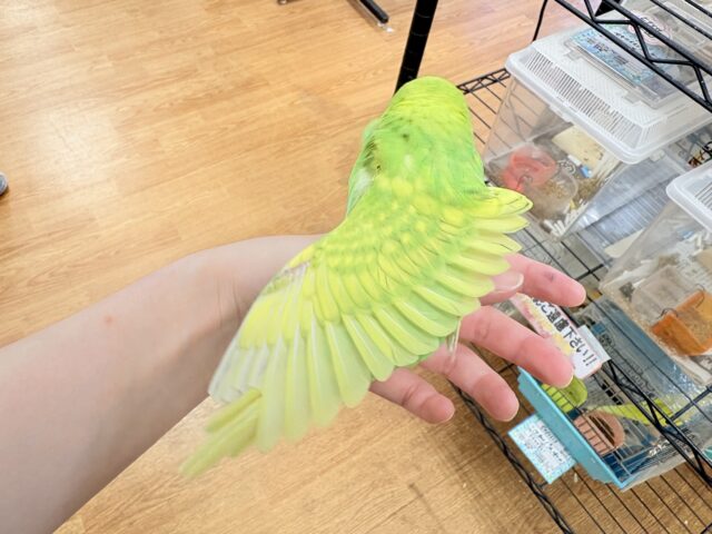 セキセイインコ