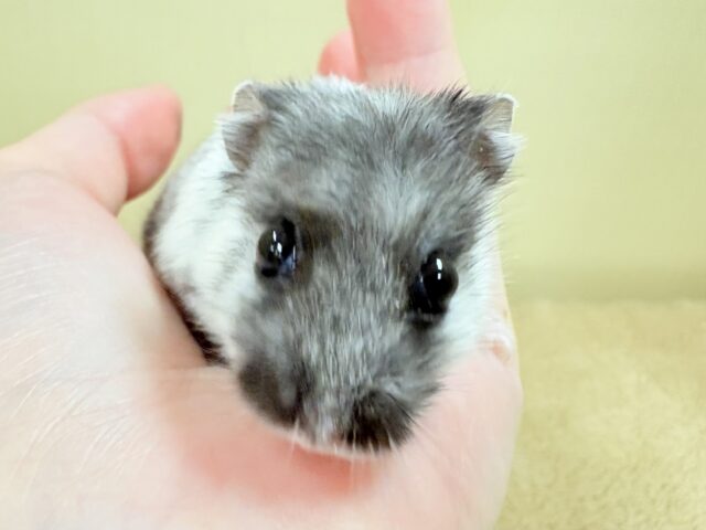 ドワーフハムスターの1種