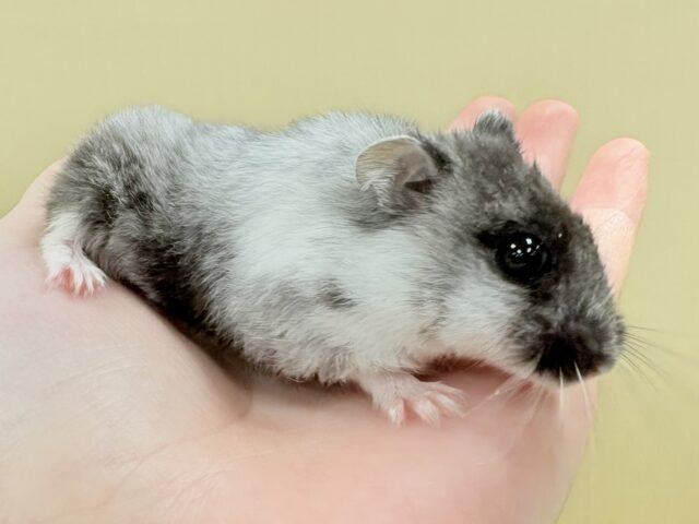 ドワーフハムスターの1種