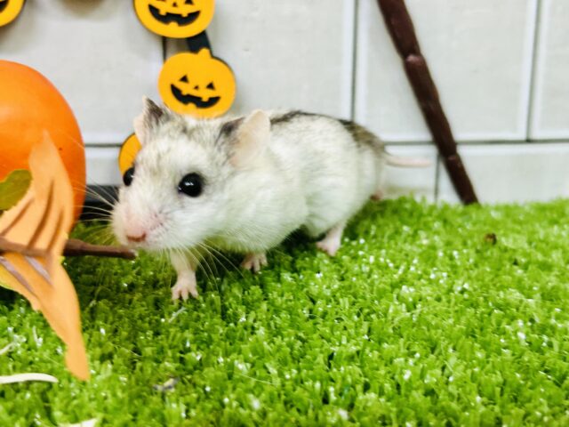 チャイニーズハムスター