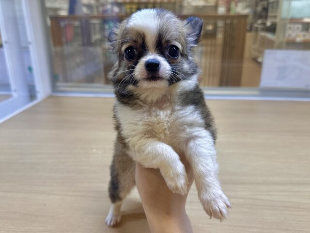 むっちり🩵チワワ男の子 チワワ