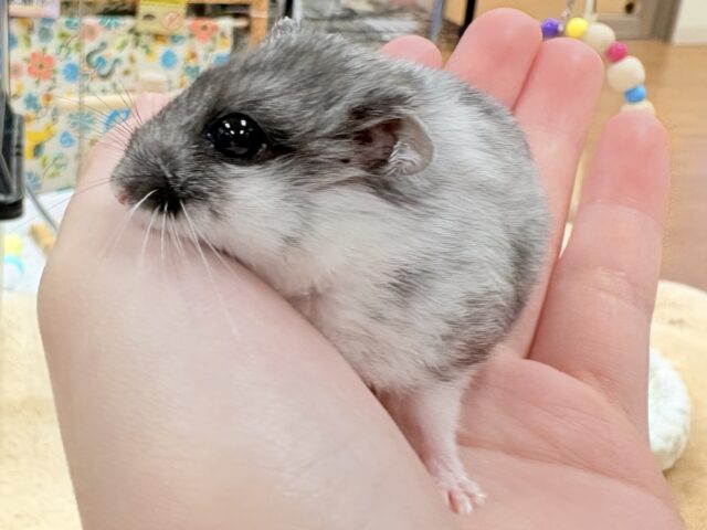 ドワーフハムスターの1種
