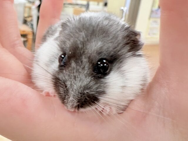 ドワーフハムスターの1種