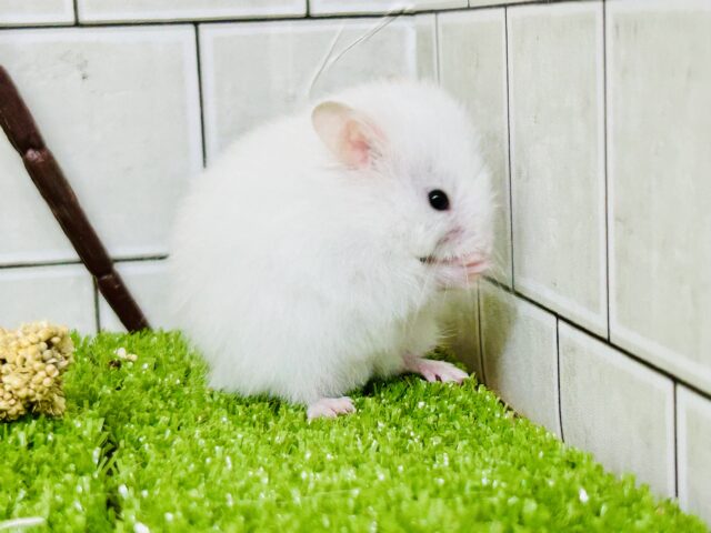 ロングカラーハムスター