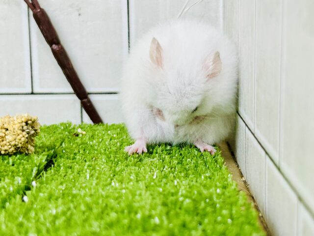 ロングカラーハムスター