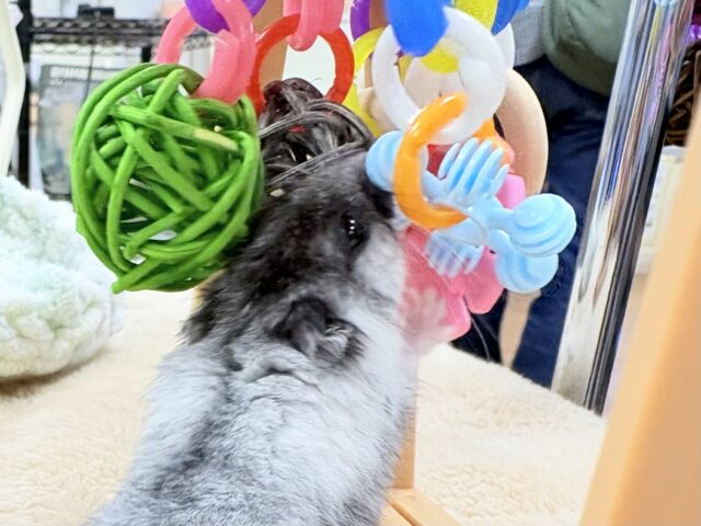 ドワーフハムスターの1種