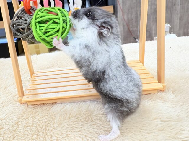 ドワーフハムスターの1種