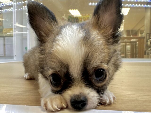 むっちり🩵チワワ男の子 チワワ