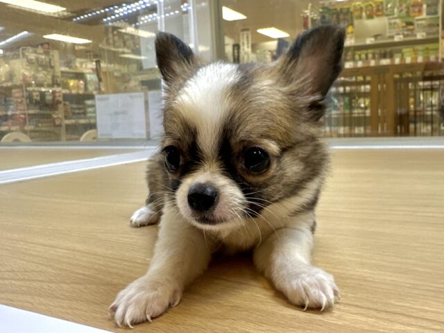 むっちり🩵チワワ男の子 チワワ