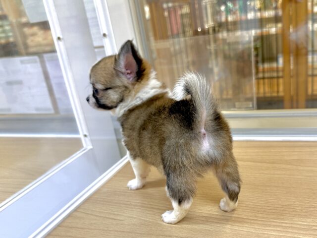 むっちり🩵チワワ男の子 チワワ