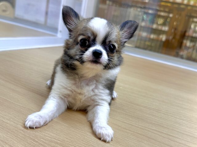 むっちり🩵チワワ男の子 チワワ