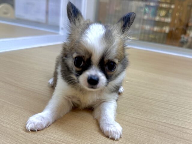 むっちり🩵チワワ男の子 チワワ