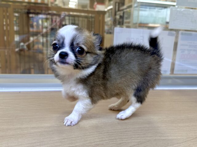 むっちり🩵チワワ男の子 チワワ