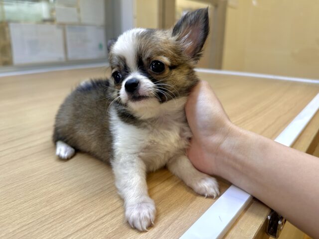 むっちり🩵チワワ男の子 チワワ