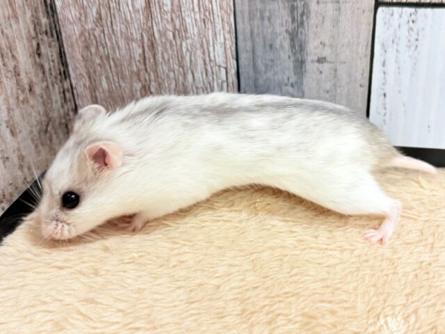 チャイニーズハムスター