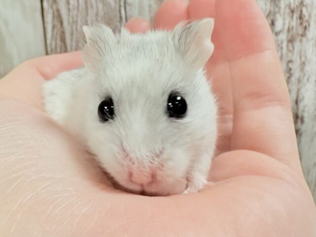 チャイニーズハムスター