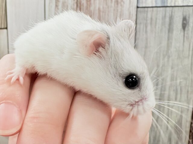 チャイニーズハムスター