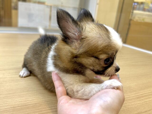 むっちり🩵チワワ男の子 チワワ