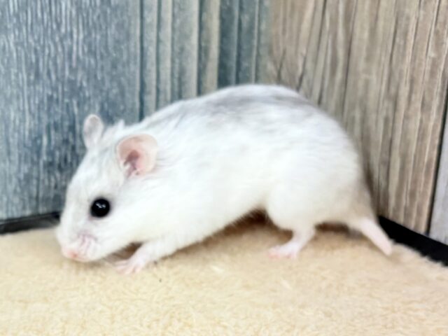 チャイニーズハムスター