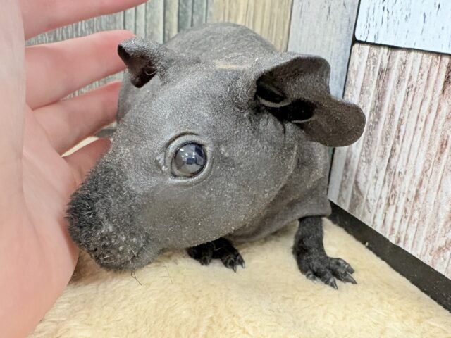 スキニーギニアピッグ