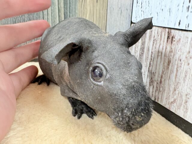 スキニーギニアピッグ