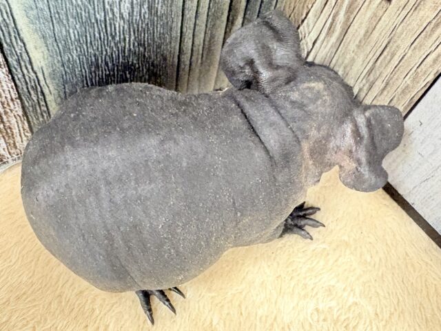 スキニーギニアピッグ