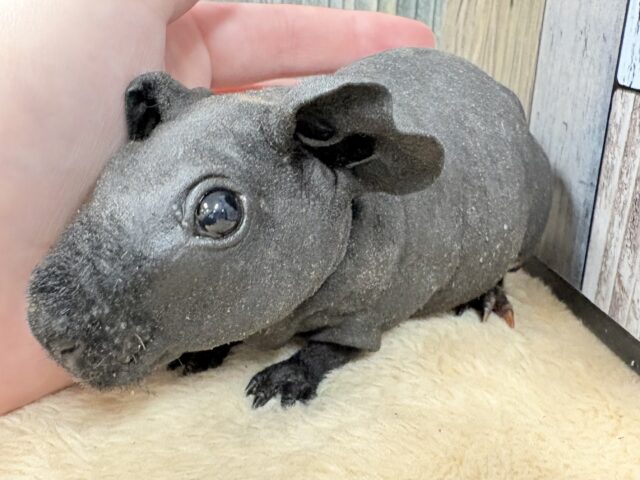 スキニーギニアピッグ