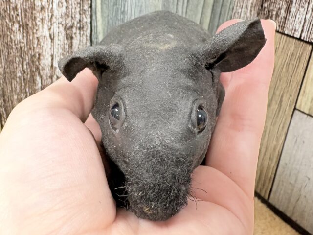 スキニーギニアピッグ