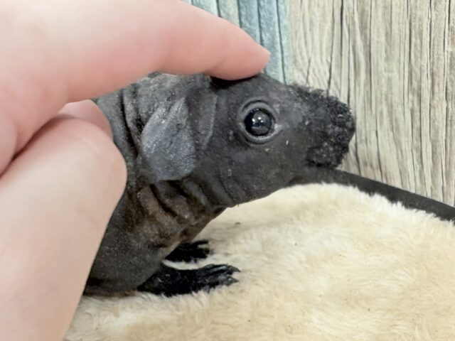 スキニーギニアピッグ